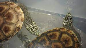 Parkers Snake Neck Turtle Macrochelodina Parkeri Turtle Reptilia Neck