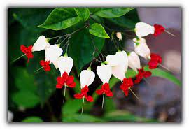 Natural Flower Bouquet Bleeding Heart Vine Bleeding Heart Vine Bleeding Heart Flower Bleeding Heart