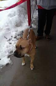 These are some of the images that we found within the public domain for your buckskin pitbull keyword. 18 Lost And Found Pit Bulls X Ideas Lost Found Pitbulls Pit Bulls