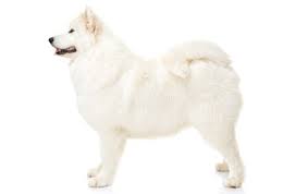Breed of hardy, muscular working dog working dog, classification used by breeders and kennel clubs to designate dogs raised by humans to. Samoyed Dog Breed Information Pictures Characteristics Facts Dogtime