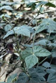 Image result for Macroptilium atropurpureum