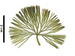 Image result for Cabombaceae