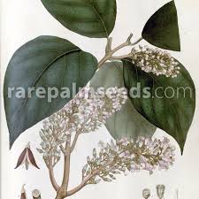 Image result for Turraea mombassana