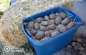 If you're aiming to do the same, or if you just have a bumper crop of something to put up this year, the following tips may help with your own root cellar.the storage principles can vary ever so slightly from crop to crop, but for the sake of simplicity, let's focus on the basics: Inexpensive Root Cellars 13 Literally Cool Ideas To Chill With The Provident Prepper