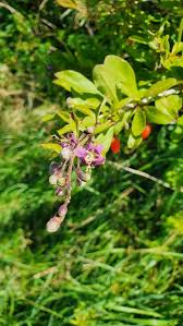 Image result for Lycium