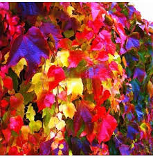 Looking for a good deal on boston ivy? Egrow 100pcs Pack Boston Ivy Seeds Garden Climbing Creeper Plants Outdoor Wall Decor Plants