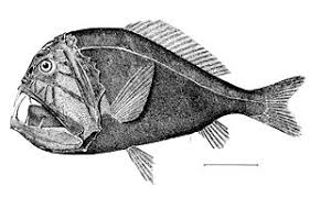 Stephanie love21 on august 31, 2012: Deep Sea Creature Wikipedia