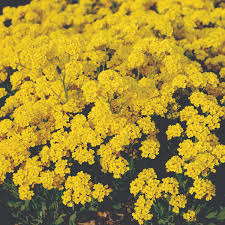 Image result for Aurinia