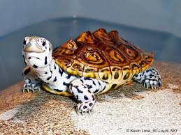 The Diamondback Terrapin Turtle Pet Turtle Turtle Cute Turtles