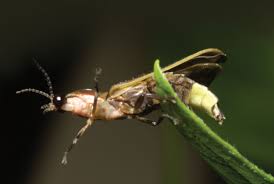 8 modes including combination, fireflies flashing, waves, fading, chasing/flashing, fading slowly, twinkle/flashing and steady on, meet your diverse needs. Fireflies In Your Backyard The Academy Of Natural Sciences