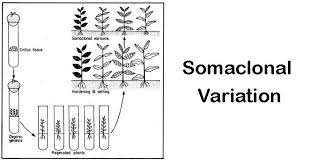 Plant tissue culture requires sterile conditions as tissue growth is slow and material in culture vulnerable to fungal and bacterial infection. Plant Tissue Culture Study Solutions