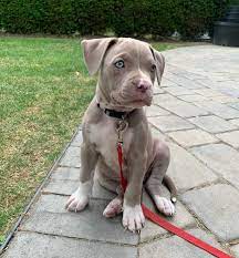 It makes a good family dog as long as the family can handle its boisterousness. Blue Fawn Pitbull Are They As Stunning As Most Owners Claim