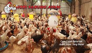 Sabung Ayam Online Ayam Joper Kini Menjadi Jenis Ayam Yang Sedang Dicari Orang Karena Ayam Kampung Joper Dijual Dengan Harga Tinggi Beternak Ayam Ayam Pulau