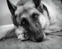 Black And Grey German Shepherd Puppy German Shepherd Photography Dog Black And White Grey Beautiful Eyes Dog Laying On Floor Gifts German Shepherd Photography Shepherd Puppies German Shepherd Dogs