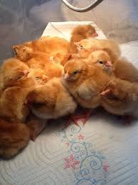 This video would also apply to the 60 model as the only difference is. Brinsea Octagon 20 Advance Incubator Review Page 2 Backyard Chickens Learn How To Raise Chickens