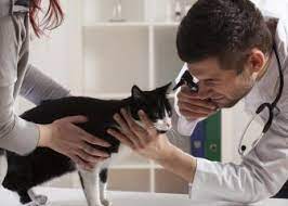 Many small animal vets have set office hours where an equine practice may have only one vet and one never knows when you will get an emergency call. Bureau Of Labor Statistics