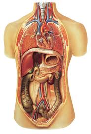 Image result for internal organs