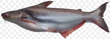 Lihat juga resep ikan patin asam belimbing wuluh enak lainnya. Iridescent Shark Fish Basa Food Clarias Png 977x351px Iridescent Shark Animal Figure Aquaculture Basa Cartilaginous Fish