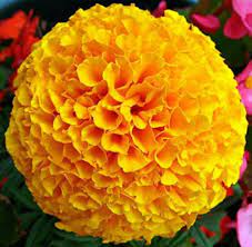 Besides good quality brands, you'll also find plenty of discounts when you shop for flower marigold during big sales. Orange Colour Marie Gold Flowers A1 Grade At Rs 100 Kg Marigold Flower Id 21834144048