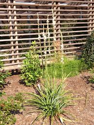 Image result for Chlorophytum bowkeri
