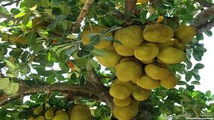 We did not find results for: Fruits That Start With J
