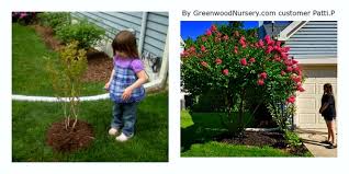The common belief that heavy pruning is required to promote bloom is not a fact. Hopi Crape Myrtle Will Be Missed Greenwood Nursery