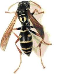 In new zealand, conditions can be such that colonies do not die back during winter, allowing worker wasps to survive with the queen. Scientists Track Dangerous Wasps Stuff Co Nz