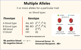 Multiple alleles (abo blood types) and punnett squares for the following boxes, fill in the below information regarding each blood type. Worksheet Links Bowenbiology