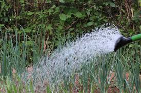 Prinzipiell ist es sinnvoll, morgens zu gießen, bevor die sonne scheint und die luft erwärmt. Tipps Zum Blumen Giessen Morgens Abends Und Wie Im Urlaub Gartenlexikon De