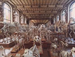 A Giant Cabinet Of Curiosities In Paris Cabinet Of Curiosities Nature Museum Museums In Paris