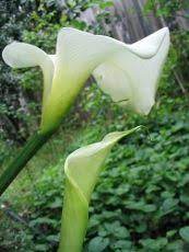 Green Calla Lily Flowers Reasons For Calla Lilies With Green Blooms Calla Lily Flowers Calla Lily Lily Bloom