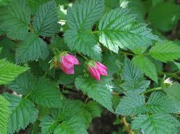 Image result for Rubus kirungensis