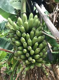 Banana Plant 'Goldfinger' (FHIA-01) – Incredible Edible Landscapes