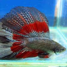 800 x 800 jpeg 220 кб. Siamese Fighting Fish Betta Fish Tank Siamese Fighting Fish Betta Fish