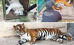 Aseguran fauna exótica y varios vehículos en Durango