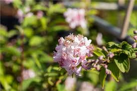 Image result for Deutzia x hybrida ′Mont Rose
