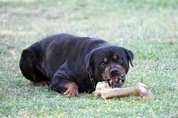 We did not find results for: How To Handle An Aggressive Rottweiler Rottweilerhq Com