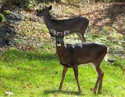 Lloyd Woods Protected