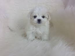 Www Staryorkie Com Best Place To Purchase Teacup Maltese Puppy In Los Angeles Ventura County Santa Clarita Teacup M Puppies And Kitties Puppies Maltese Dogs