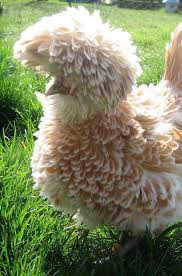 The map above shows all polish varieties for sale. 14 Polish Frizzle Chickens Ideas Chickens Chickens Backyard Frizzle Chickens
