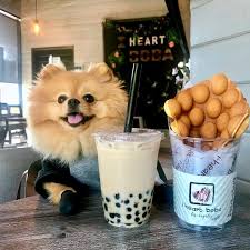 Hi Im Chewie Chiweenies Dog Dog Education Puppy Bubble Tea Chewie Milk Tea