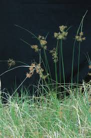 Image result for Pycreus macrostachyus