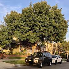 Maybe you would like to learn more about one of these? Walt S Tree Service 23 Photos 36 Reviews Tree Services 708 E 29th St Long Beach Ca Phone Number Yelp