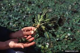 Image result for Trapa natans