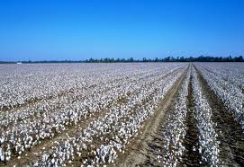 Image result for cotton