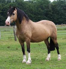 Buckskin Welsh Cob Mare Incorrectly Called Dun By Her Uneducated Breeders Pferde Und Hunde Schone Pferde Niedliche Pferde