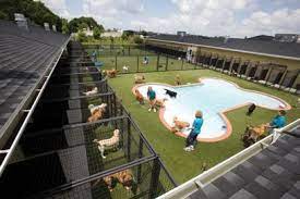 So, let's start knowing the important thing. 130 Special Dog Holiday Destinations Kennels Retreats Luxury Living Ideas Dog Friendly Holidays Dog Holiday Kennel