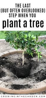 Labeling Trees The Last Step In Planting Growing In The Garden Plants Trees To Plant Lawn And Garden