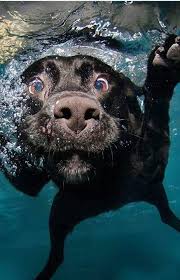 In 2011, casteel was struggling financially when he spent several thousand dollars on an underwater camera apparatus and started taking pictures of dogs swimming underwater. Dogs Underwater Captured Album On Imgur