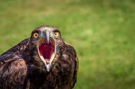 How To Stop Birds Destroying Lawn and Digging Soil